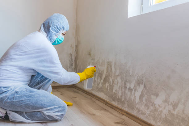 Mold Remediation specialist working in Whitakers