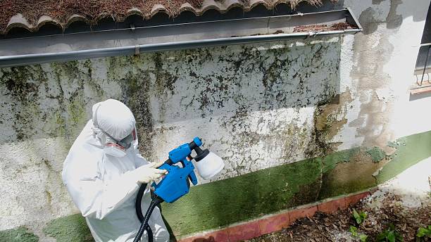 Mold Remediation service in Whitakers, Whitakers, NC